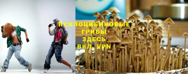 Псилоцибиновые грибы мицелий Чкаловск